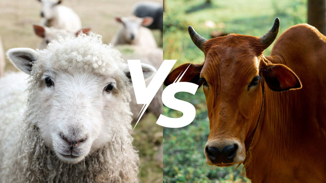 Beef Tallow vs Sheep Tallow: Which One is Best for Skincare?