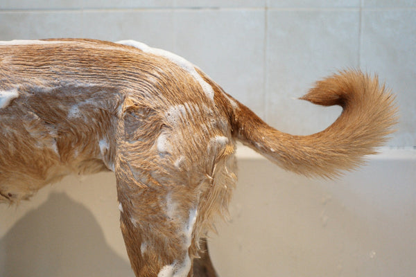 Natural Tallow Soap Recipe for Dogs with Itchy Skin