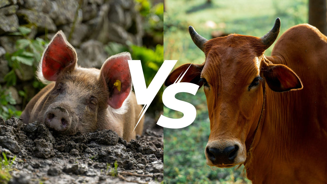 What the difference between tallow and lard?
