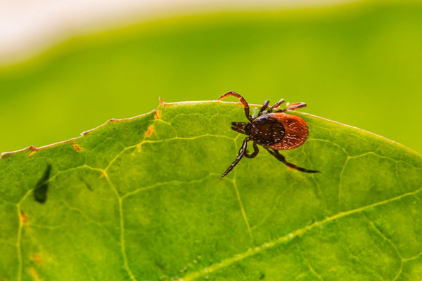 Natural Tick-Repelling Tallow Soap Recipe for Homesteaders & Campers